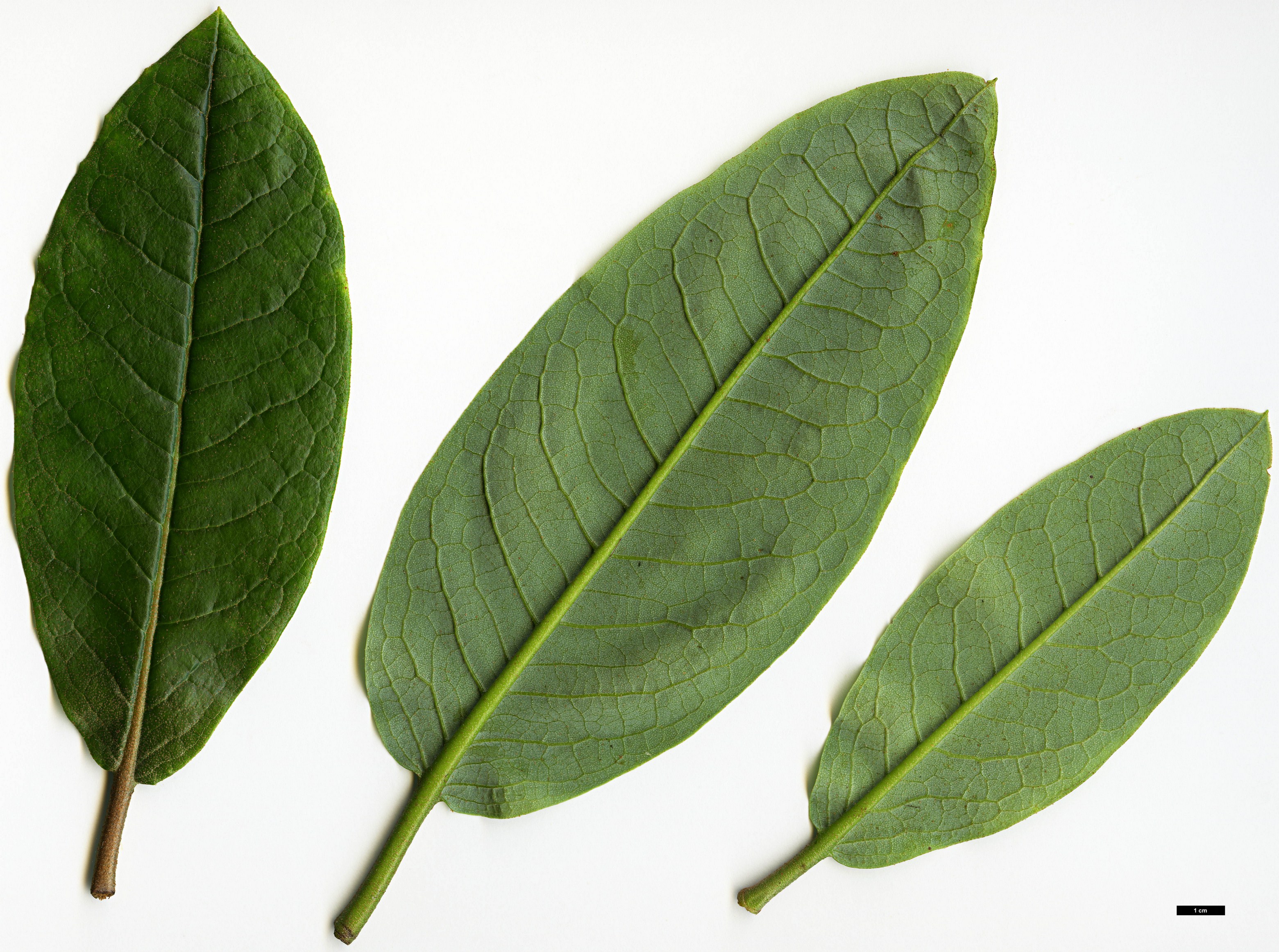 High resolution image: Family: Ericaceae - Genus: Rhododendron - Taxon: excellens